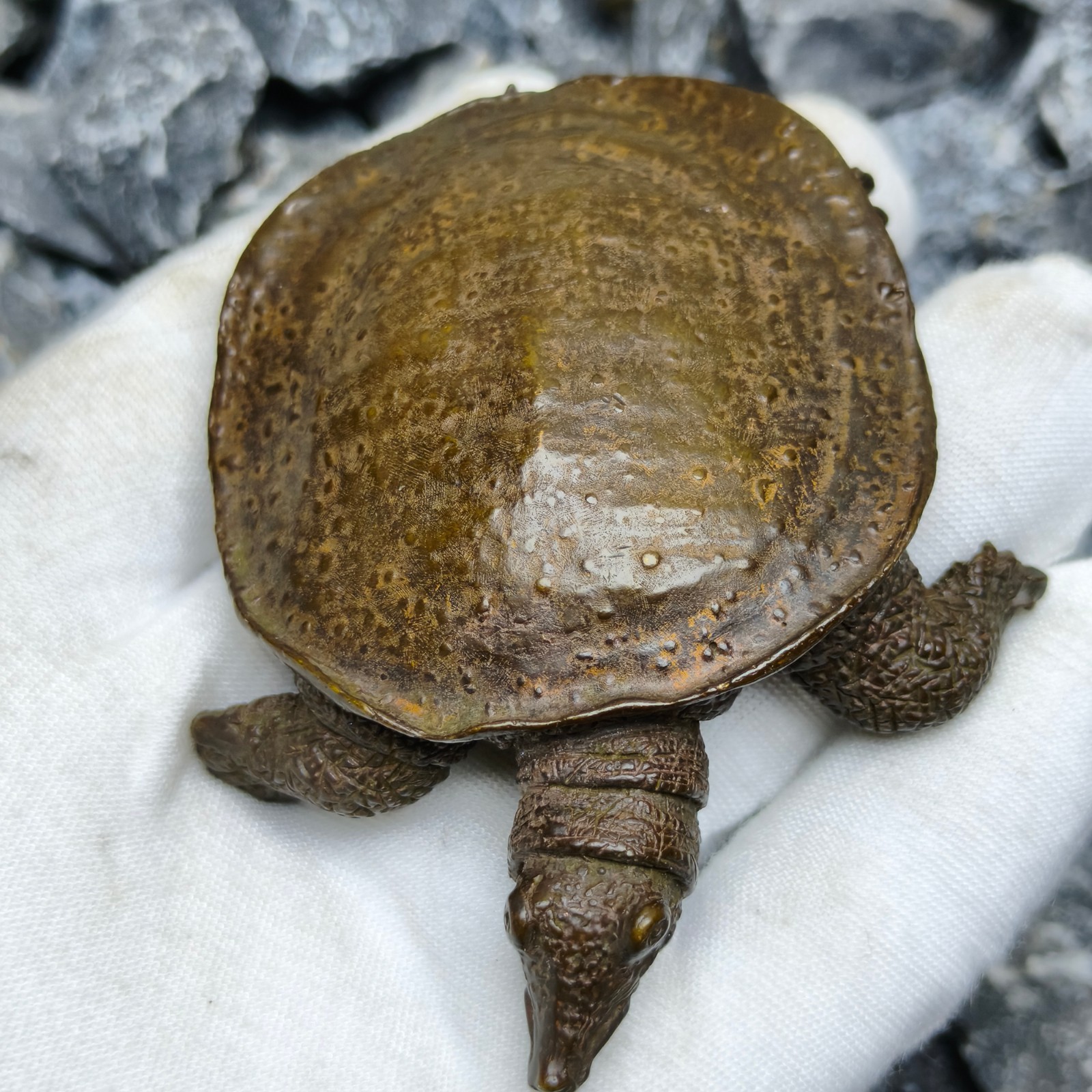Solid Refined soft shelled Turtle Statue Artwork Decor pet reptile cast sculptur
