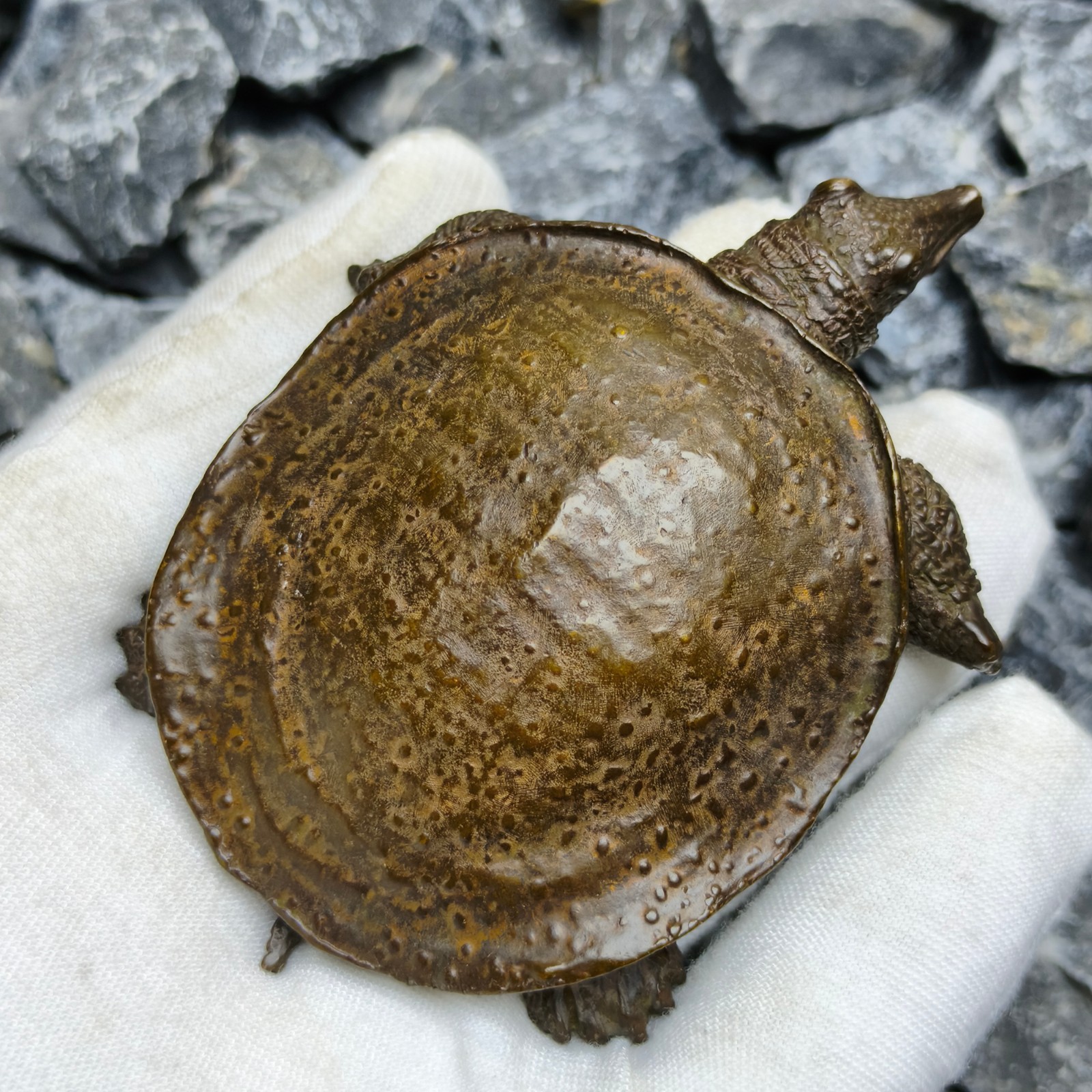 Solid Refined soft shelled Turtle Statue Artwork Decor pet reptile cast sculptur