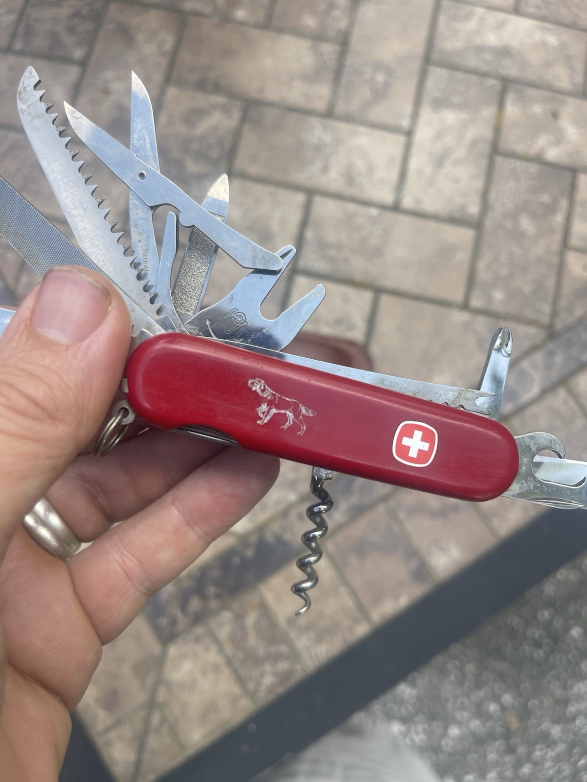 Rare Setter Pointer Wenger Delemont Switzerland Large Swiss Army Knife