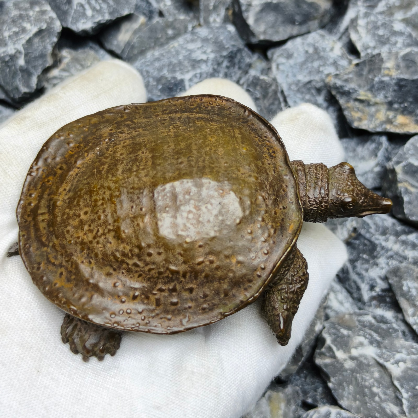 Solid Refined soft shelled Turtle Statue Artwork Decor pet reptile cast sculptur