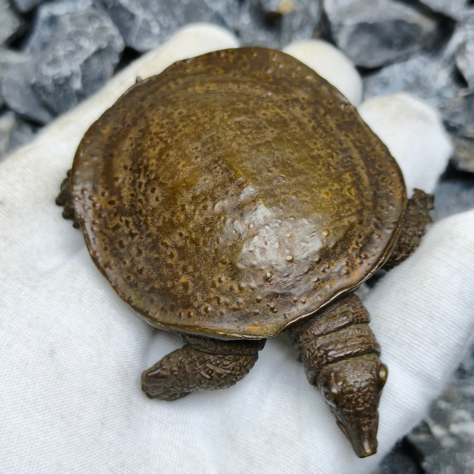 Solid Refined soft shelled Turtle Statue Artwork Decor pet reptile cast sculptur